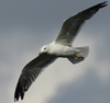 Larus armenicus